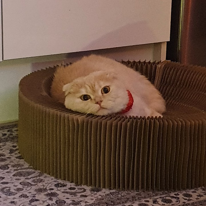 멍청한 고양이