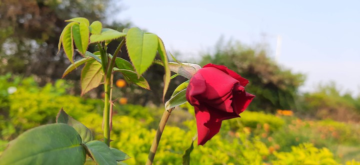 rose