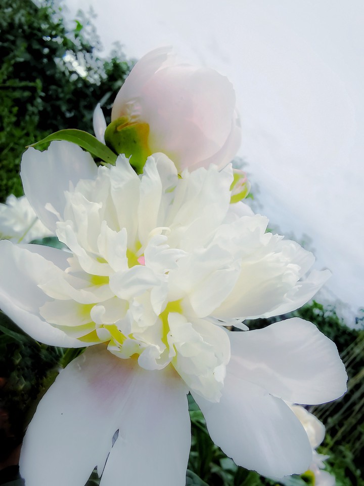 white aquarelle