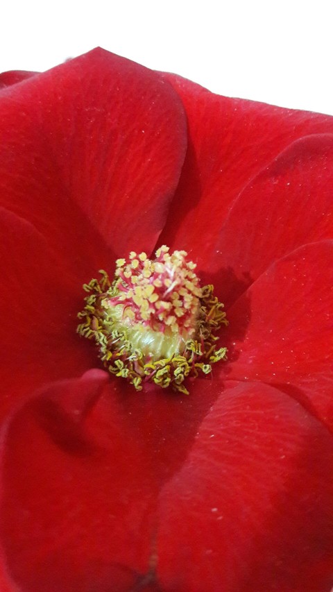 red rose