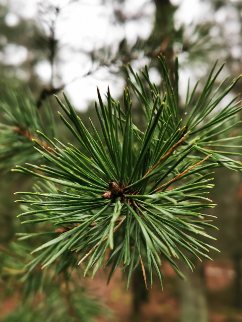 sfondi larch, evergreen