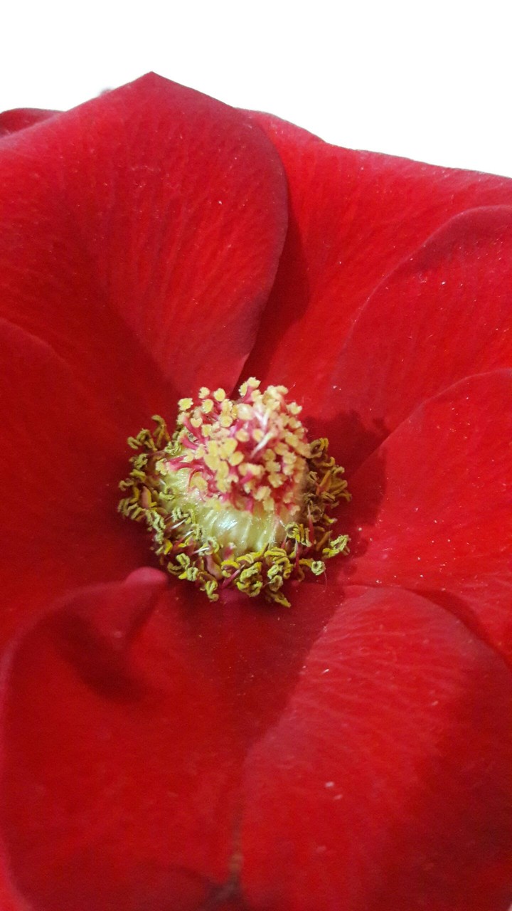 red rose
