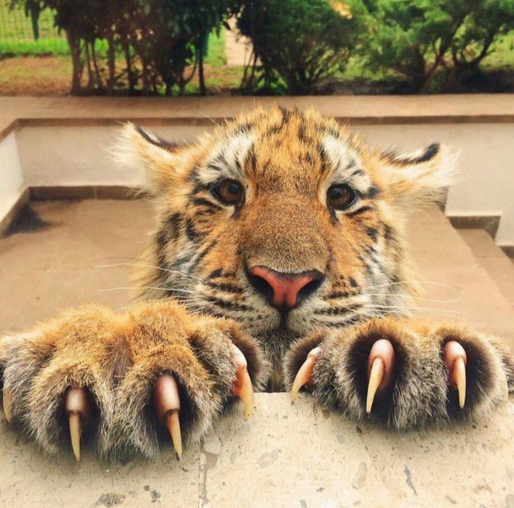 tigr