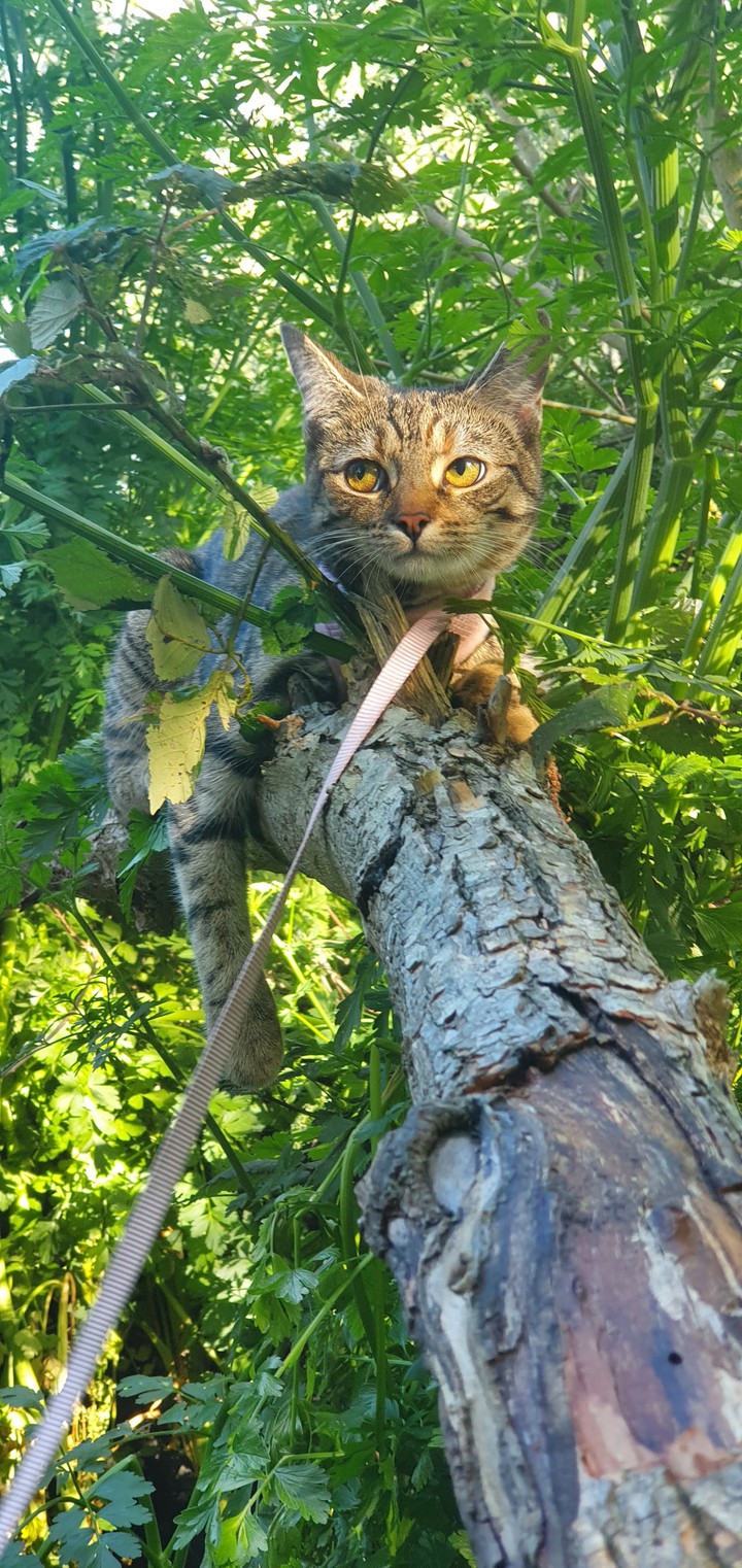Lucy
