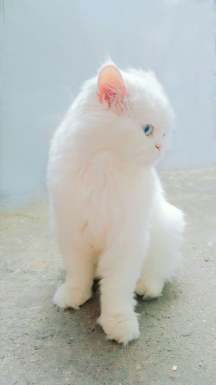 ♡사랑스러움♡