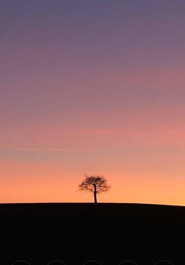 beautyful sunset with a tree