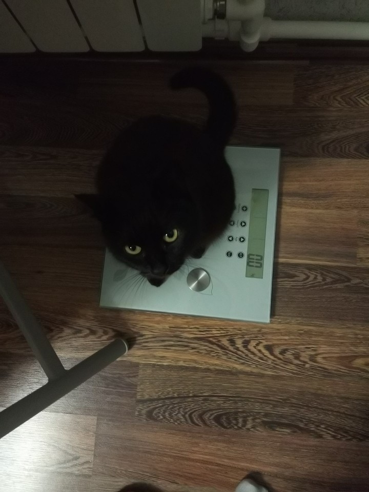 кошка на весах