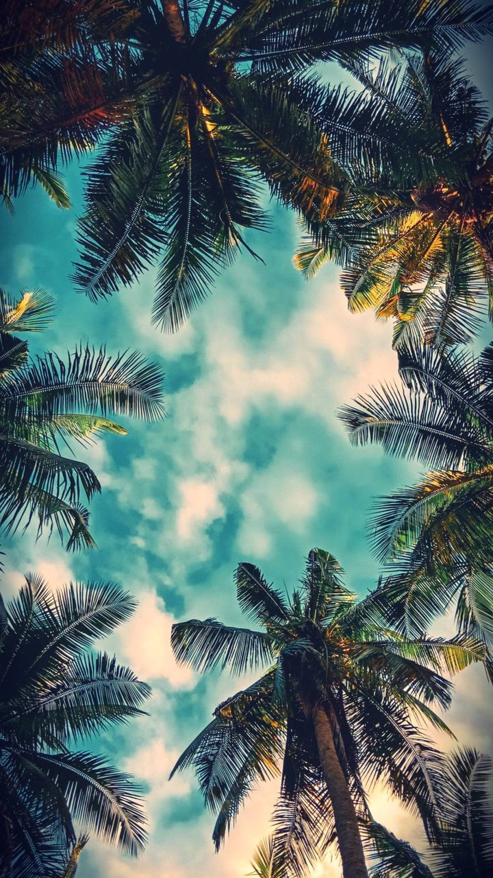 palm trees
