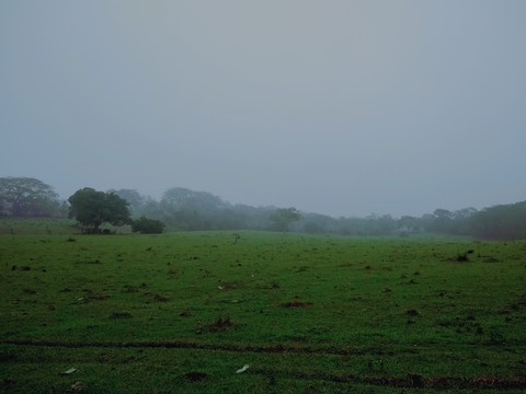calmado