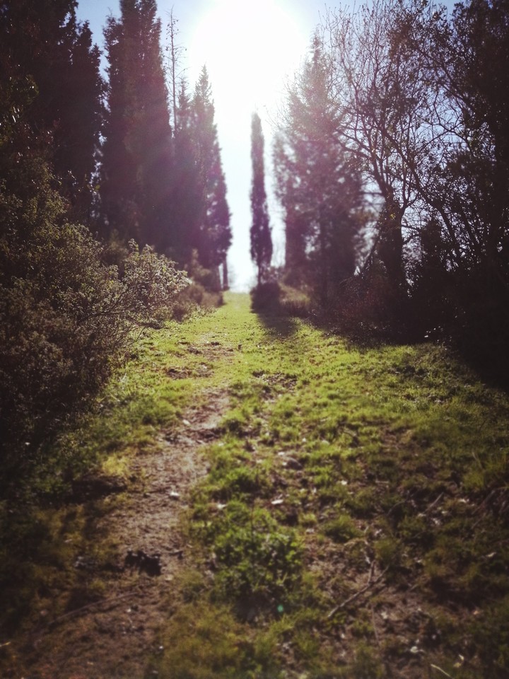 path through the woods