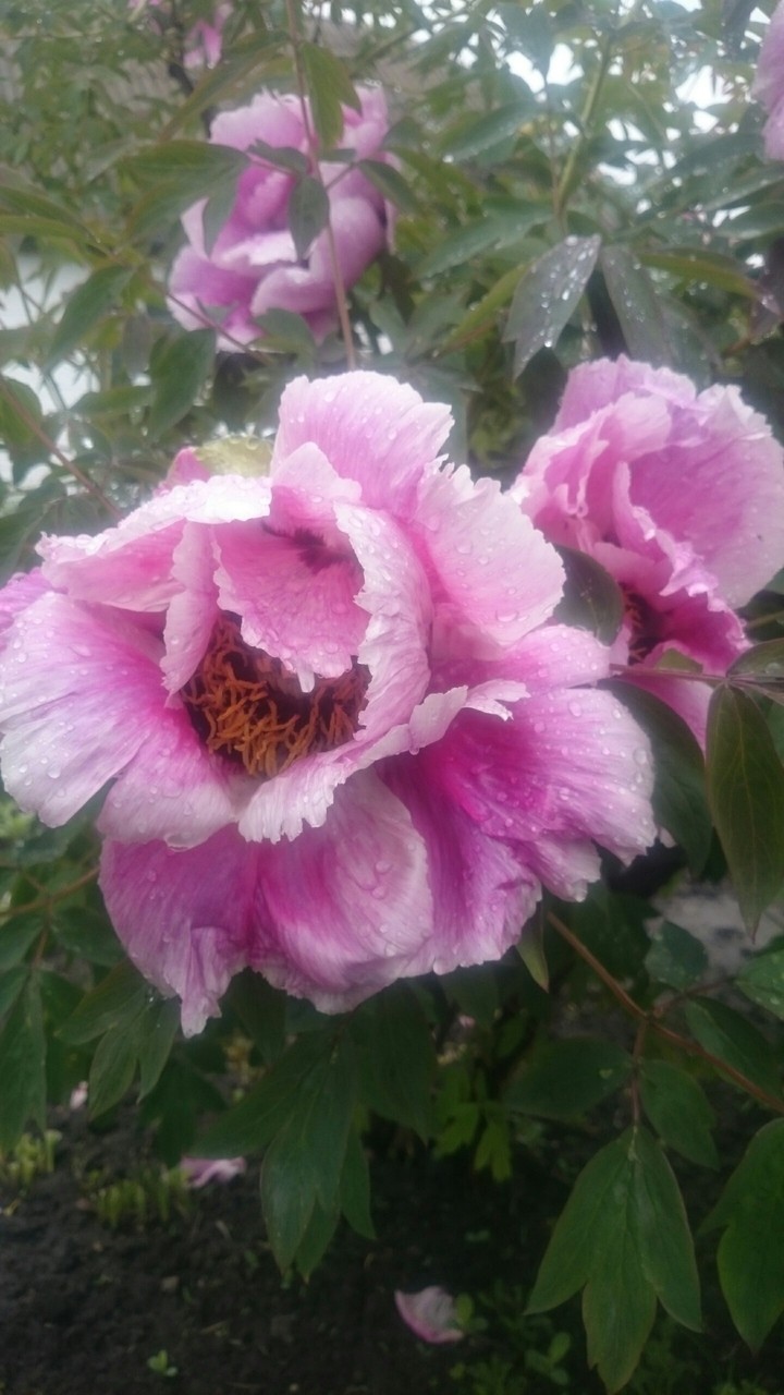 Flower ? from Ukraine