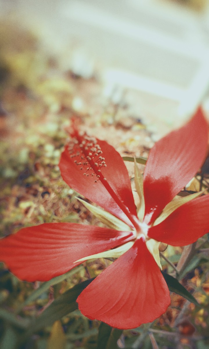 flower