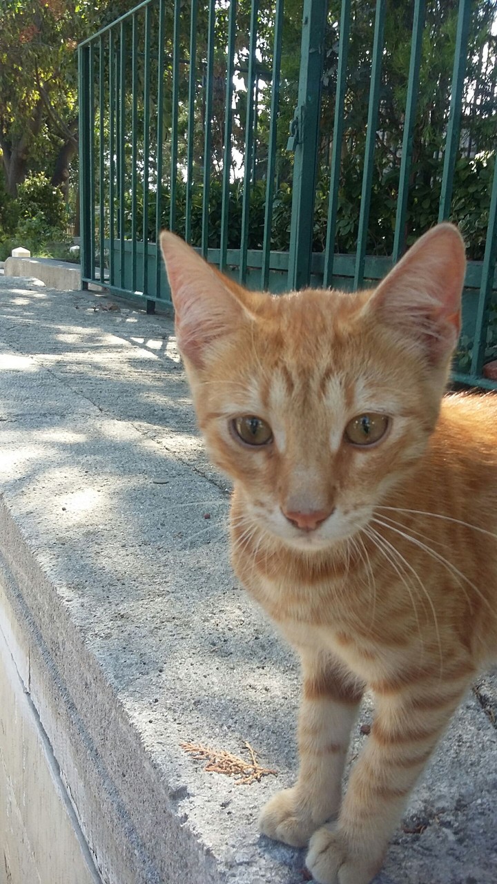 Sweet Cat