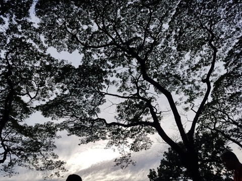 leaves