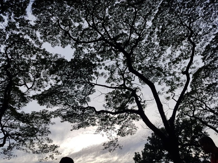 leaves