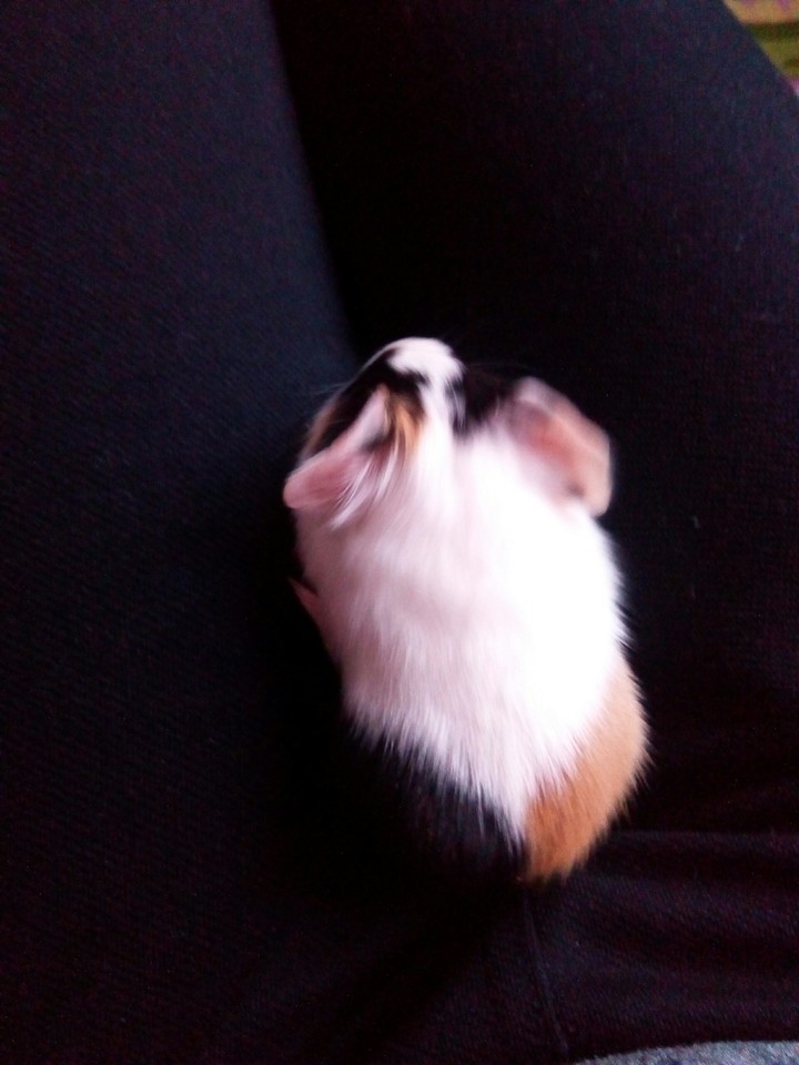 pig