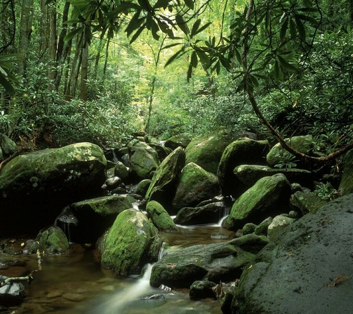 green.....forest