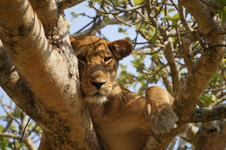 Lioness