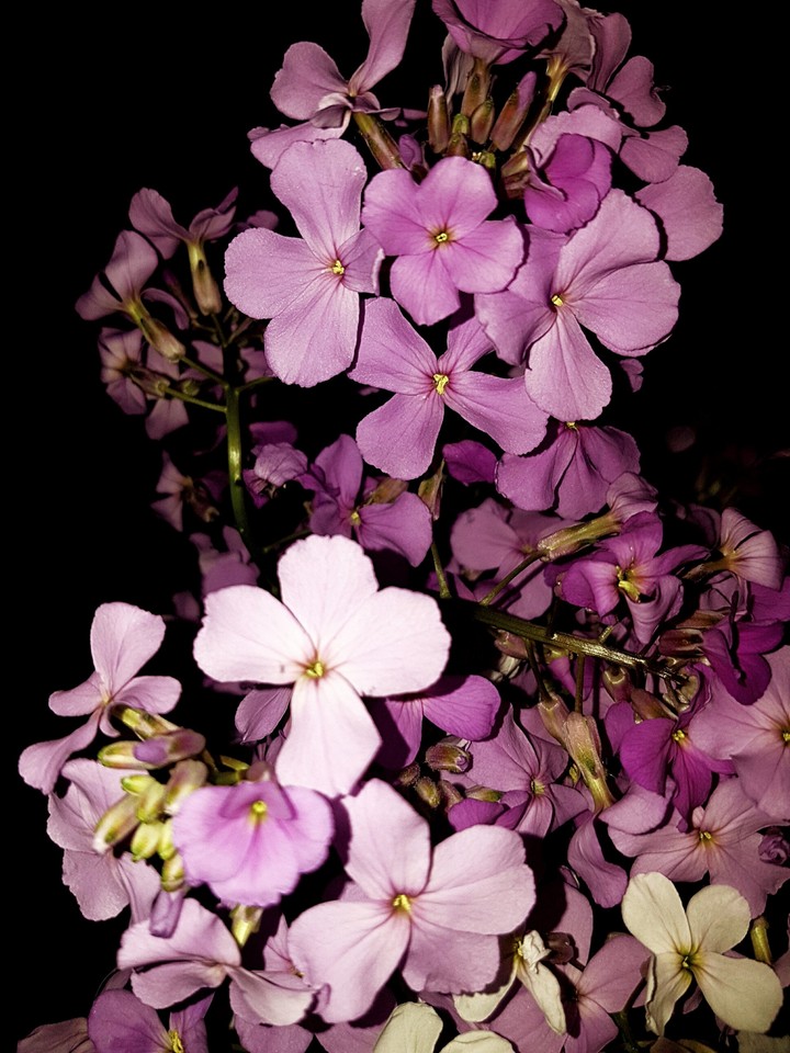 Phlox