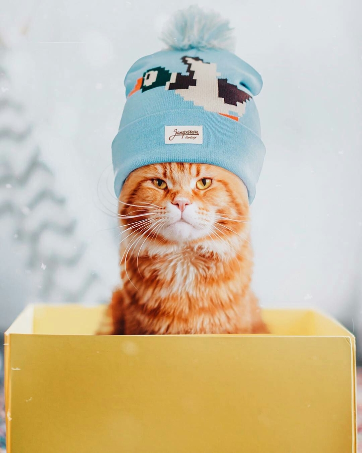 Snow cat