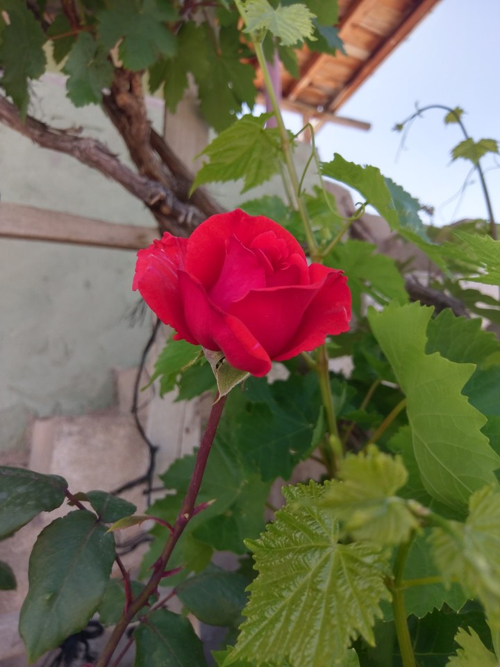 Kırmızı Gül