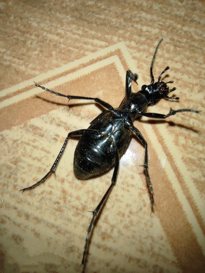 insecto