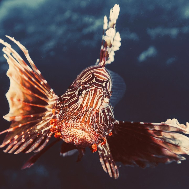 fish
