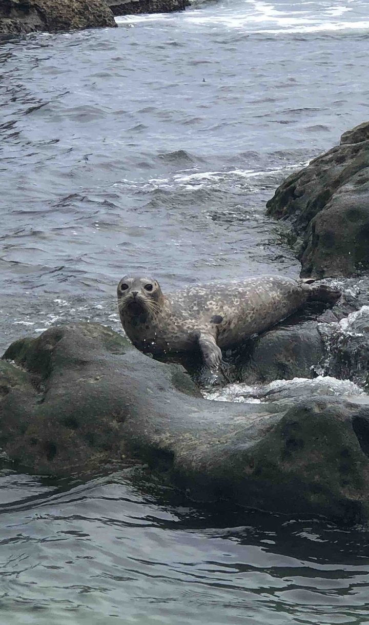 Foca