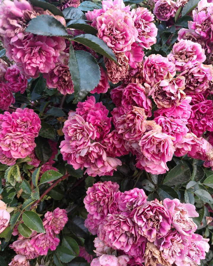 rose
