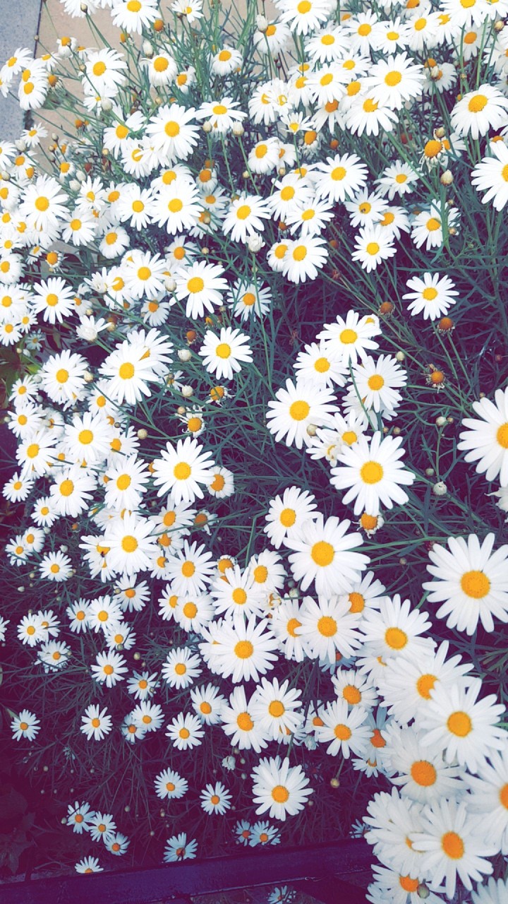 Daisy