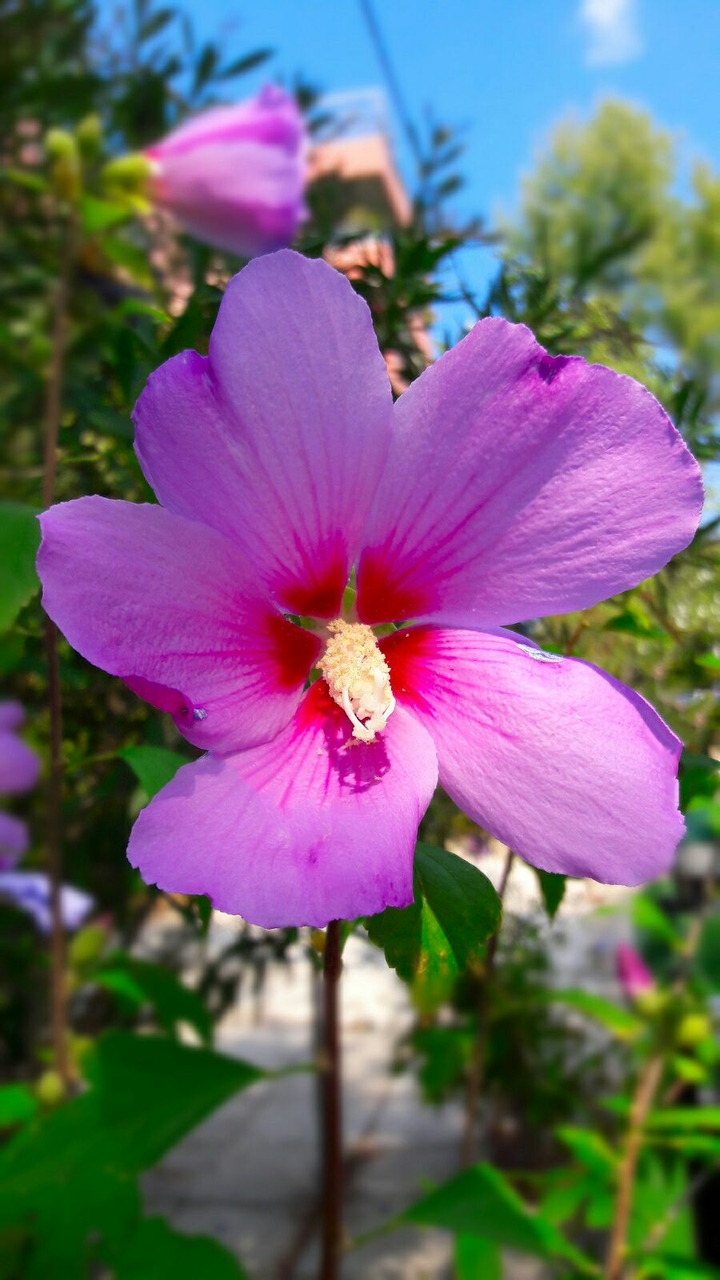pink flower