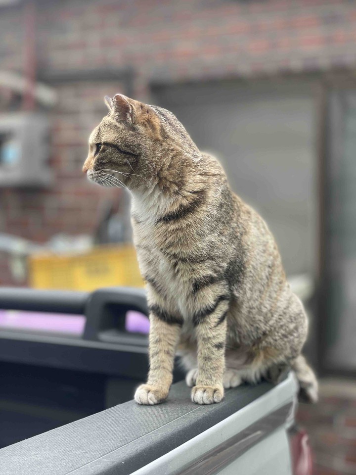 고양이