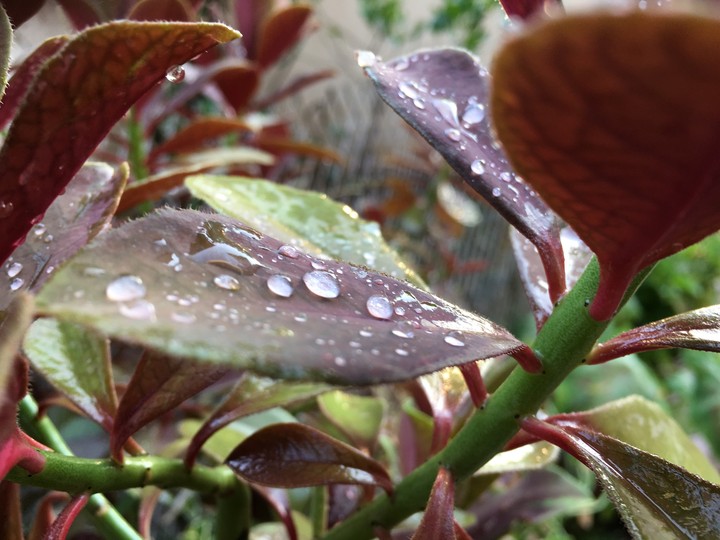 Water on the leafs