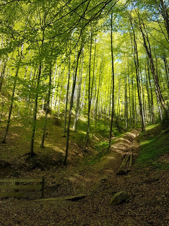 Drumul Forestier,Braşov.