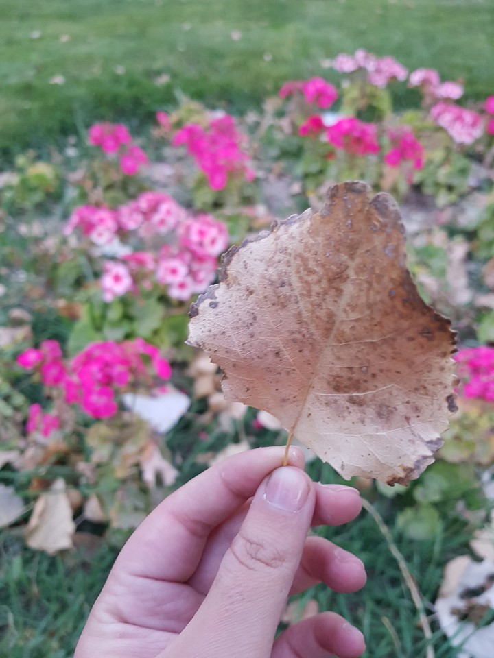 autumn
