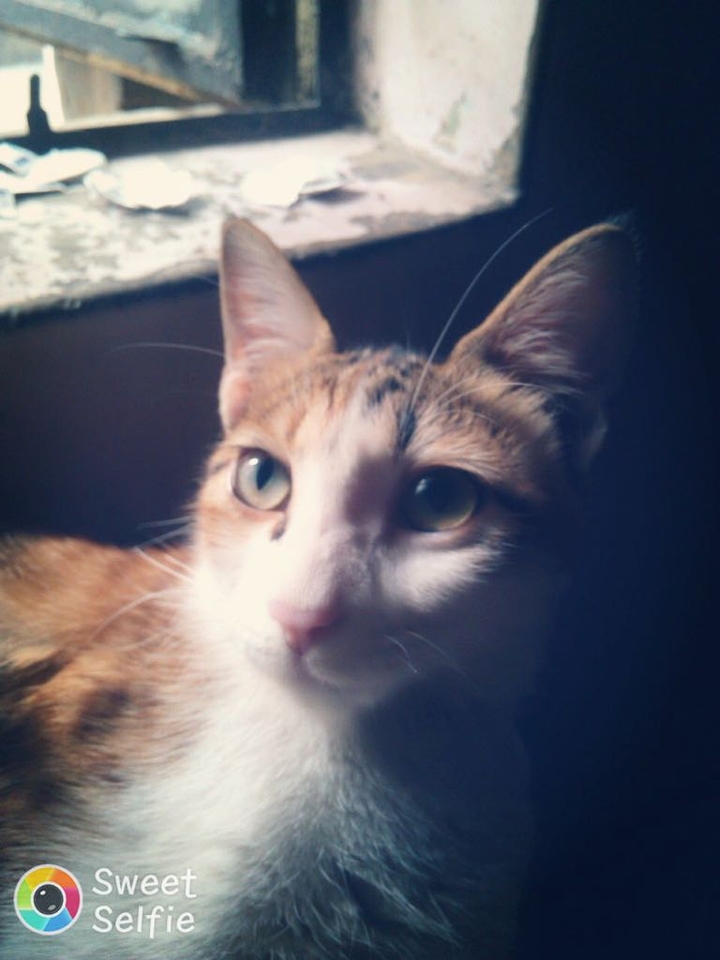 cat