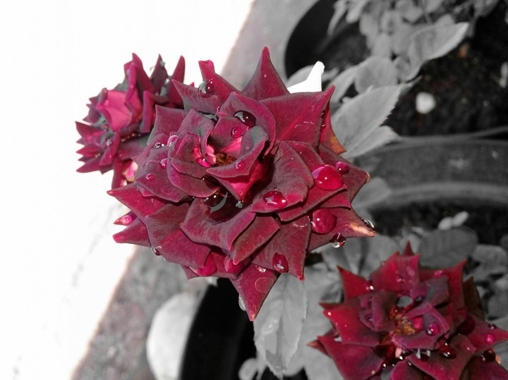 red and black