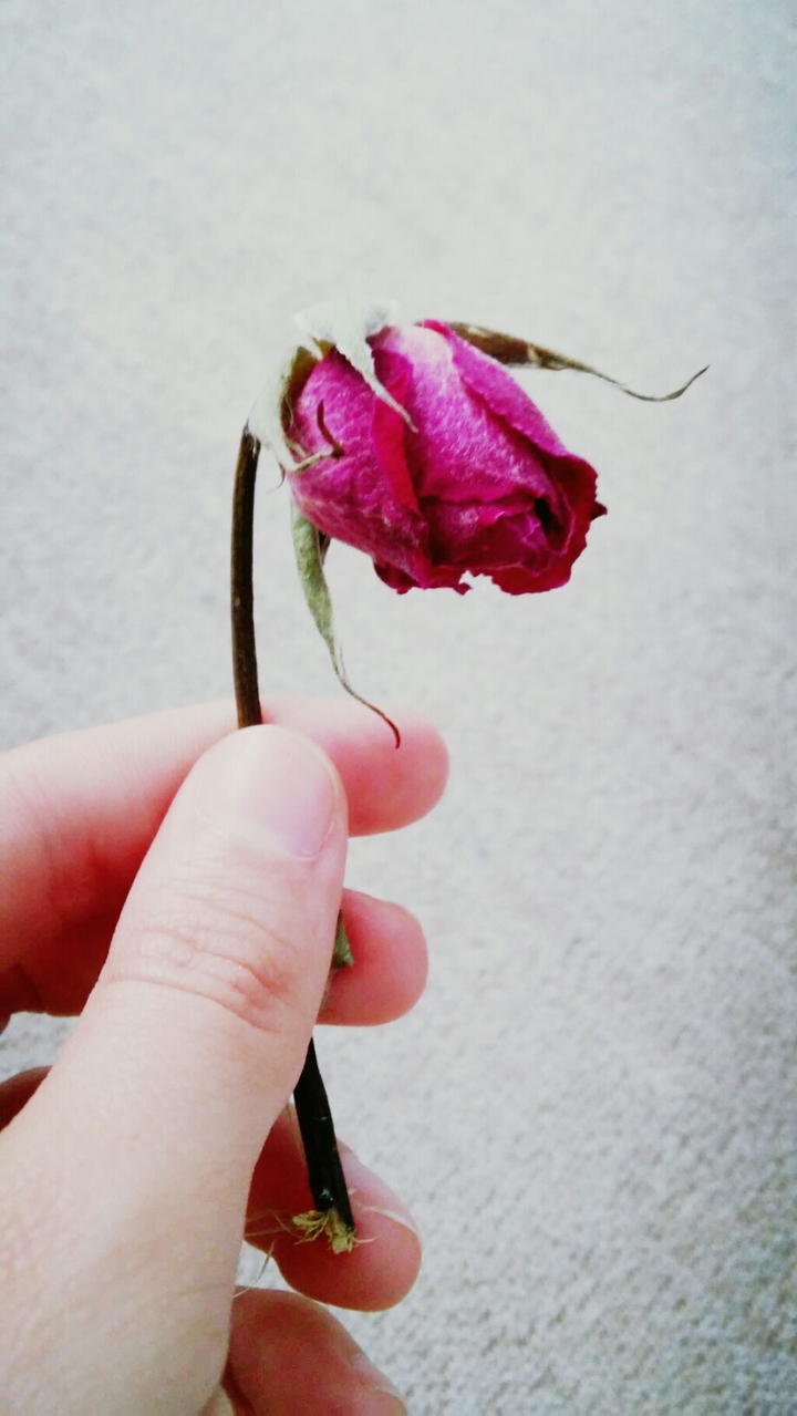 rose