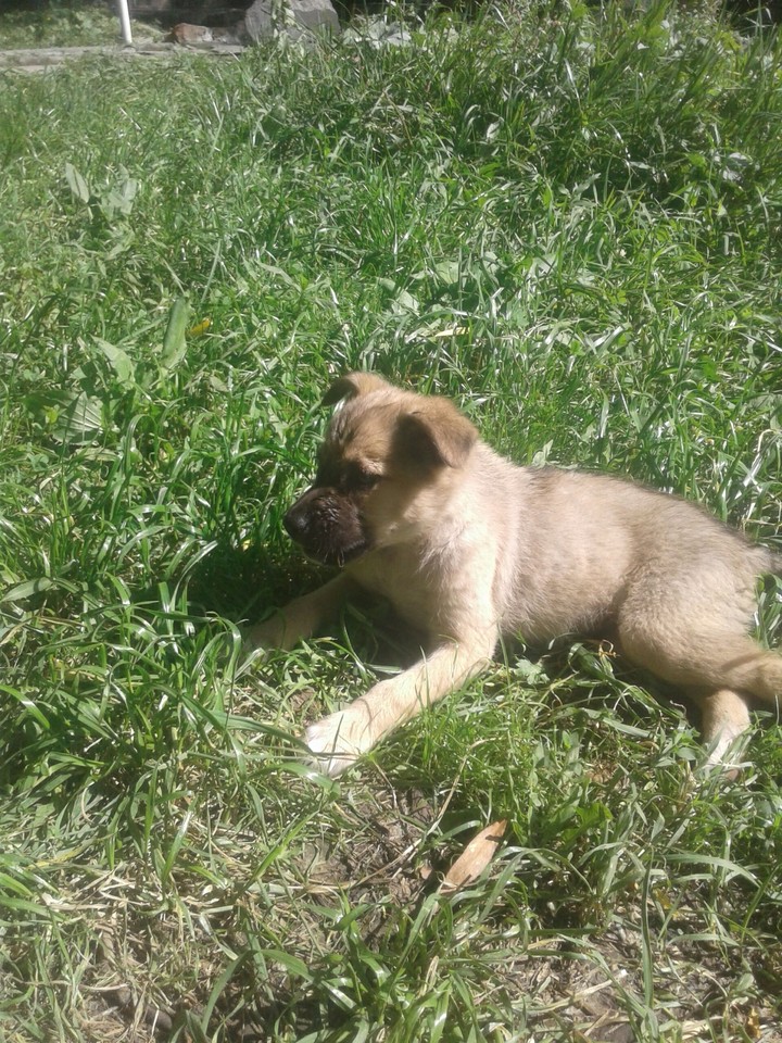 dog
