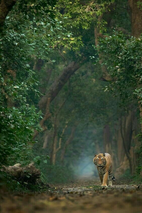 tiger