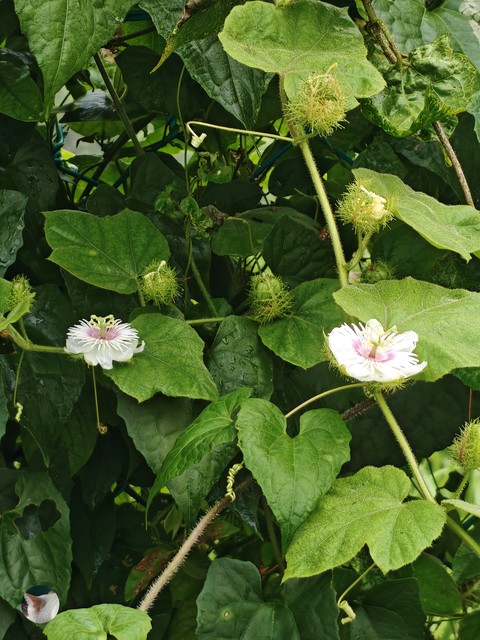 Misi_Flower