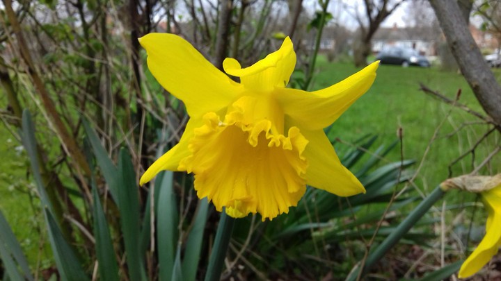 spring