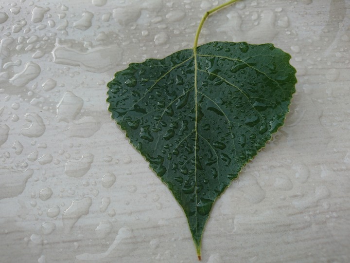 stormed poplar leaf