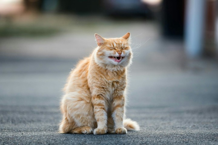 happy cat