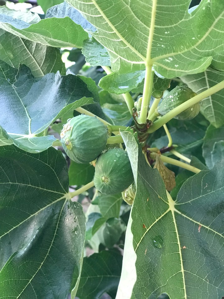 fruits