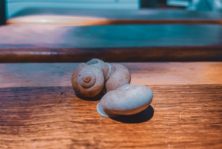 Sea shells