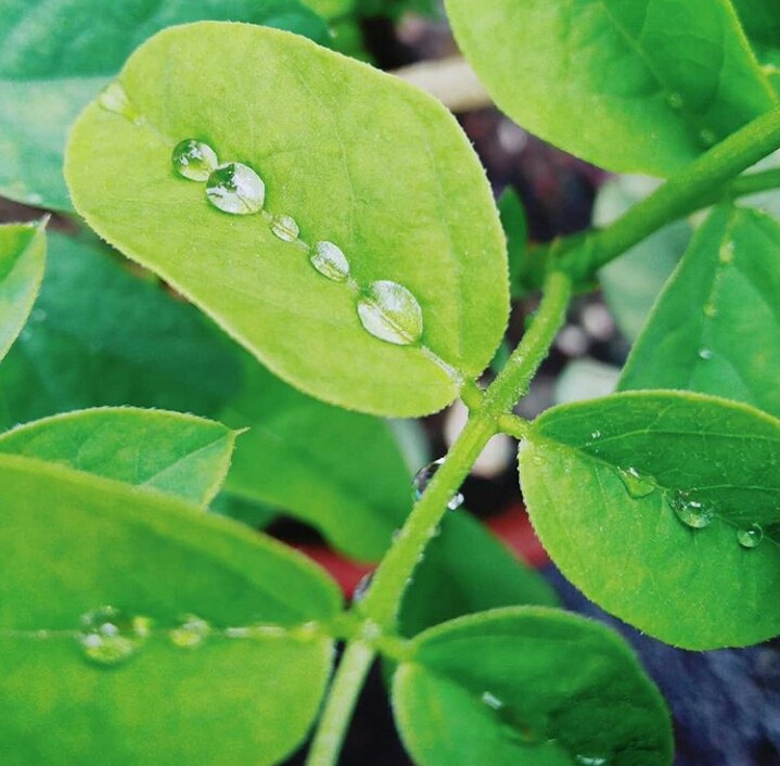 Rani drop