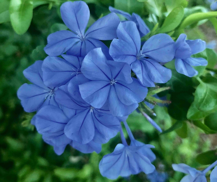 Plumbago Caerulea