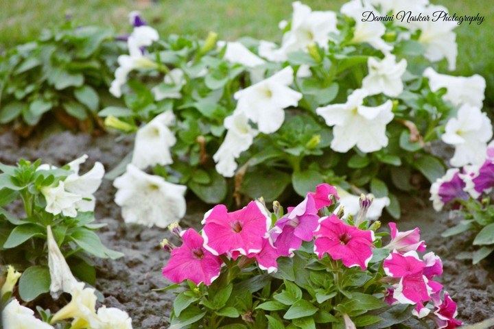 flowers