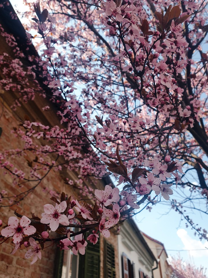 Blossom Tree